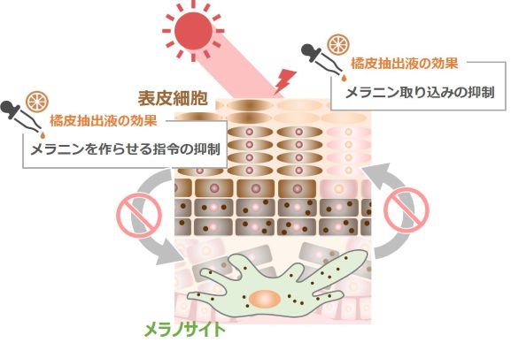 「橘皮抽出液」にメラニンの産生と受け渡しを防ぐ効果を発見<span class="filesize__info">PDF:378KB</span>