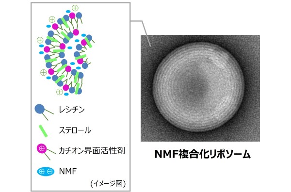 「保湿してもすぐ乾く」に向けた保湿のデュアルアクション
「NMF複合化リポソーム」を開発<span class="filesize__info">PDF:387KB</span>